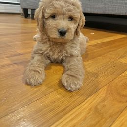 Goldendoodle Puppies from Mini Goldendoodles of New England