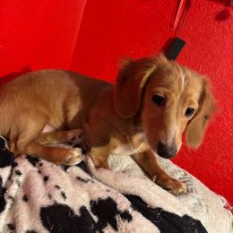 Ellie - Dachshund