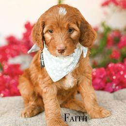 Faith - Red female Irish Doodle puppy in Tucson, Arizona from Sun Valley Goldendoodles