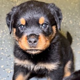 Boy 3 - Black and mahogany male Rottweiler puppy in Eaton Rapids, Michigan from The Rottweiler Haus