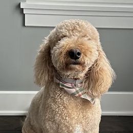 Goldendoodles from Lakeside Doodles