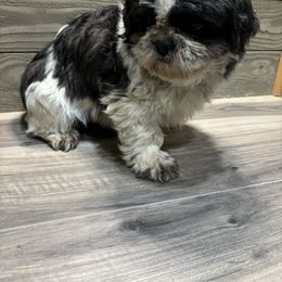 Buster - Shih Tzu