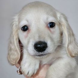 Purple collar girl - Cream female Dachshund puppy in Trade, Tennessee from TN Miniature Dachshunds & Basset Hounds