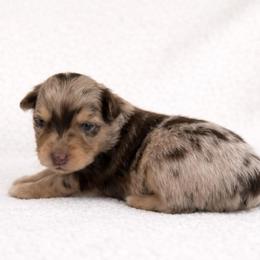 Clover - Red merle male Australian Shepherd puppy in Delta, Colorado from SATA Kennels