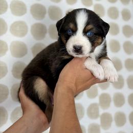 Fern - Black tri-color male Australian Shepherd puppy in Salinas, California from AA Aussies