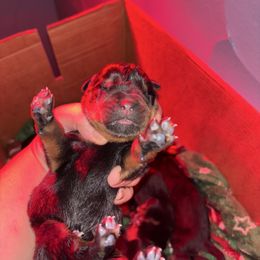 Boy 4 - Black and mahogany male Rottweiler puppy in Detroit, Michigan from Dark Storm Kennels