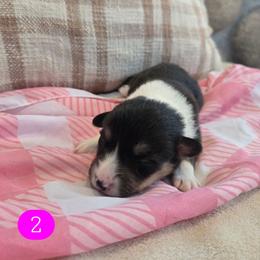2 - Black and tan female Pembroke Welsh Corgi puppy in Necedah, Wisconsin from The 6Ks Paws and Hobbies