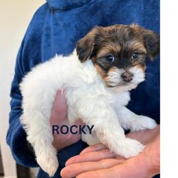 ROCKY - Fawn sable male Havanese puppy in Fielding, Utah from LUCKY HAVANESE