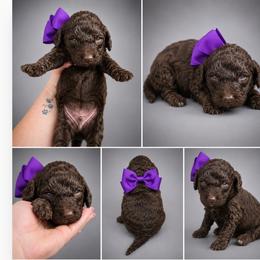 Poppy Purple - Phantom female Goldendoodle puppy in Delphos, Ohio from Route 66 Poodles & Doodles, Sapphire Shih-tzu's of Ohio