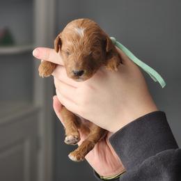 Toffee - Apricot male Poodle puppy in Hoagland, Indiana from Kandyland Kennels
