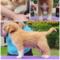 Nova Scotia Duck Tolling Retriever Puppies from Mystic Tollers