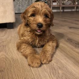 Goldendoodle All Grown Up from Goldendoodle AZ