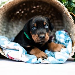 Doberman Pinscher Puppies from Imperium Dobermann Kennel