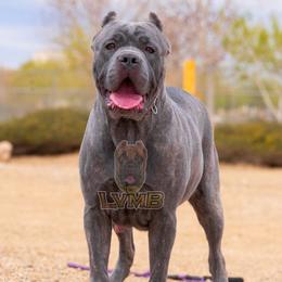 Stormi - Cane Corso