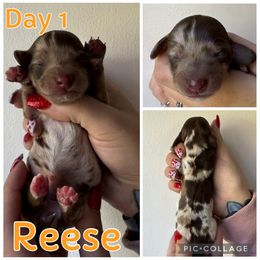 Reese - Dapple female Dachshund puppy in Michigan from M.H.P Dachshunds