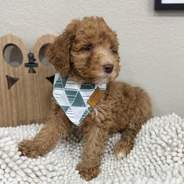 Canyon-Orange Collar - Red male Bernedoodle puppy in Oak Hills, California from High Desert Doodles