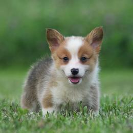 Red Female 2 - Red female Pembroke Welsh Corgi puppy in Kansas City, Missouri from Willow Creek Corgis