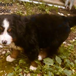 Mama Bear OFA - Black rust and white female Bernese Mountain Dog puppy in Strasburg, Ohio from Lois Allison