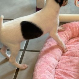 Toy Fox Terrier Puppies from Ultra Quest Show Dogs