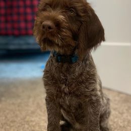 Wirehaired Pointing Griffon puppies from Natural State Griffons