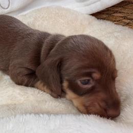 Poppy - Chocolate and tan female Dachshund puppy in Wallingford, Kentucky from Hensley Homestead Dachshunds