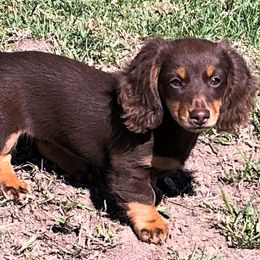 Dachshunds from TnT Dynamite Dachshunds