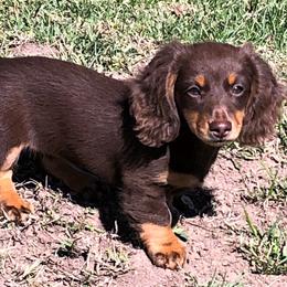 Dachshunds from TnT Dynamite Dachshunds