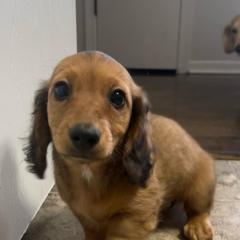 Cookie - Red female Dachshund puppy in Marseilles, Illinois from Zacha’s Doxie House