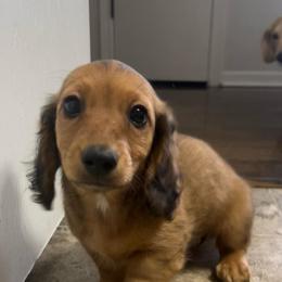 Cookie - Red female Dachshund puppy in Marseilles, Illinois from Zacha’s Doxie House