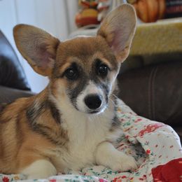 Rowan - Sable female Pembroke Welsh Corgi puppy in Oswego, Kansas from Wind Dial Farm