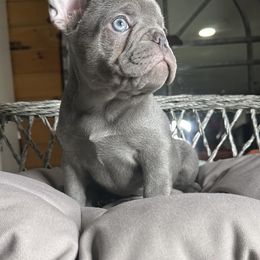 French Bulldog Puppies from Fancy Frenchies