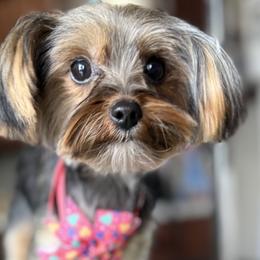 Yorkshire Terriers from Dream Yorkies