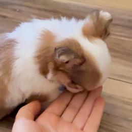 Cornflakes - Fawn and white female Chihuahua puppy in Santa Rosa, California from Little chihuahua angels