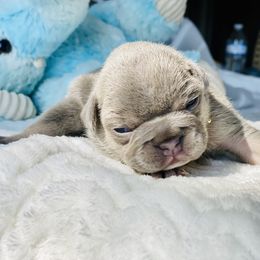 French Bulldog Puppies from Frenchie Paws