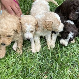 Goldendoodle Puppies from Marion's Doodles