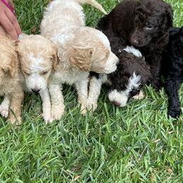 Goldendoodle Puppies from Marion's Doodles