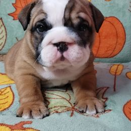Bulldog Puppies from Illinois Bullies Kennel
