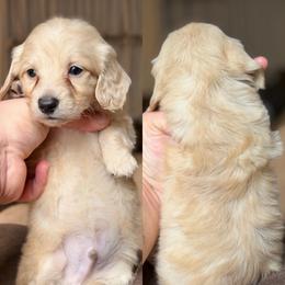 Phil - Cream male Dachshund puppy in Hornbeck, Louisiana from A&Z Mini Dachshunds