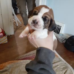 Clover - Red and white female Basset Hound puppy in Garrett, Indiana from Bad and Boujee Basset Hounds