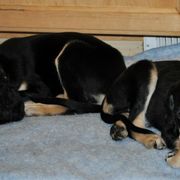 Saluki Puppies from Kushiel Salukis