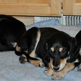 Saluki Puppies from Kushiel Salukis