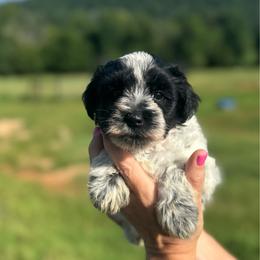 Beans - Orange Girl - Parti female Miniature Schnauzer puppy in Oneonta, Alabama from Murphree Valley Kennels