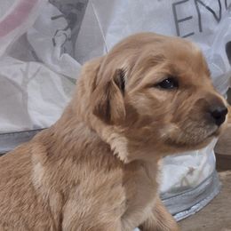 Purple girl - Dark golden female Golden Retriever puppy in Westminster, Massachusetts from Gemstone Golden Retrievers