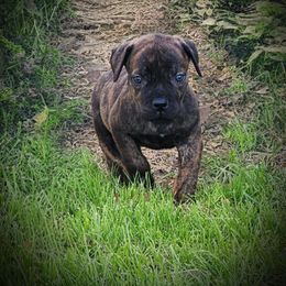 Boy 3 - Boerboel puppy in Naples, New York from Freedom Boerboels LLC