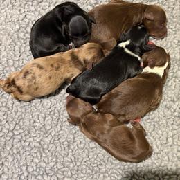 Tinker Bell - Red female Aussiedoodle puppy in Campbell, California from Mini AussieDoodle Puppies
