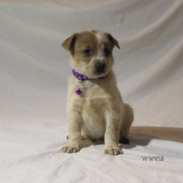 Faith Hill - Red speckled female Australian Cattle Dog puppy in Willamina, Oregon from Cherished Chihuahuas