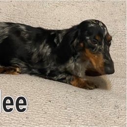 Rylee - Dachshund