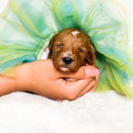 Pumpkin - Red  female Goldendoodle puppy in Kissimmee, Florida from Poodle Doodle Kennels