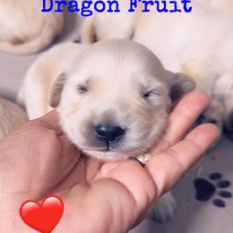 Golden Retriever Puppies from Ruff Life Goldens