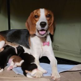Ayda - Beagle